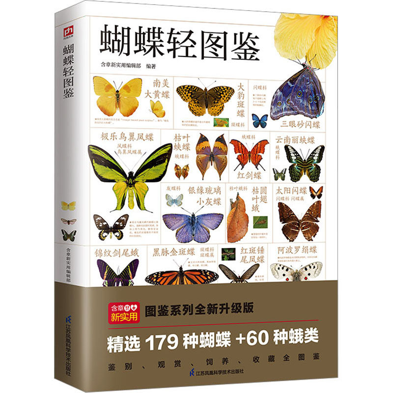 最終価格!※良型 マレーコ―カサス ♂野外標本 最終価格!※良型 マレーコ―カサス ♂野外標本